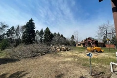 Brushpileandstump-1920w