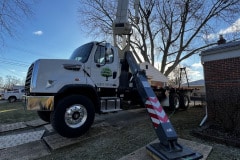 crane-tree-removal-10