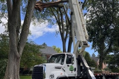 crane-tree-removal-6