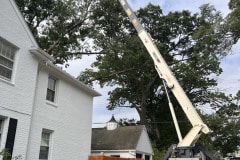 crane-tree-removal-7