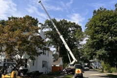 crane-tree-removal-8