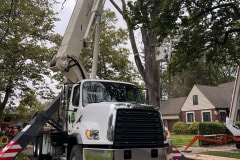crane-tree-removal-9