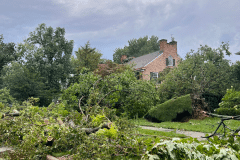 emergency-tree-service-before-2