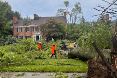 emergency-tree-service-before