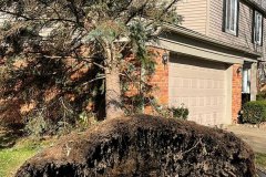 emergency-tree-service-michigan