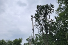 tree-removal-2