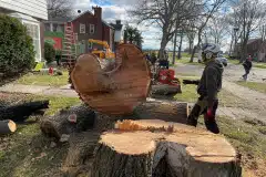 tree-removal-2