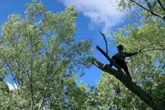 tree-removal-3
