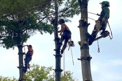tree-removal-service-michigan