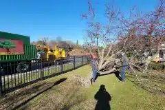 tree-removal
