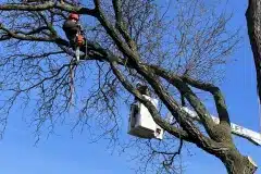 tree-trimming-1