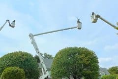 tree-trimming-2