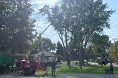 tree-trimming-2