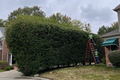 tree-trimming-3