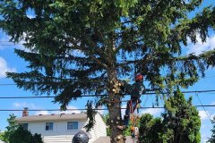 tree-trimming-service-warren-mi