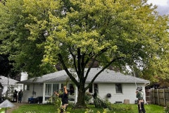 tree-trimming