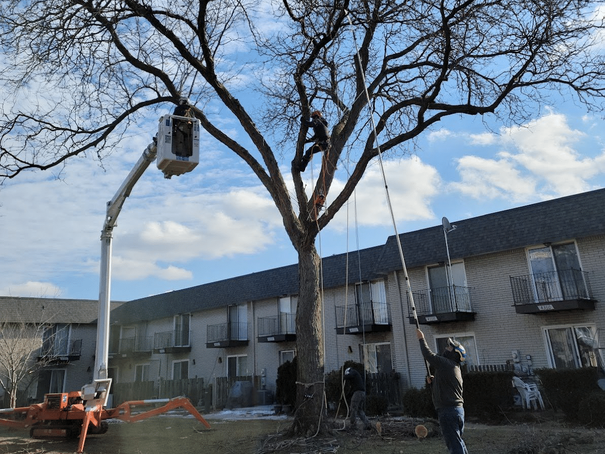 Multifamily Housing Tree Service