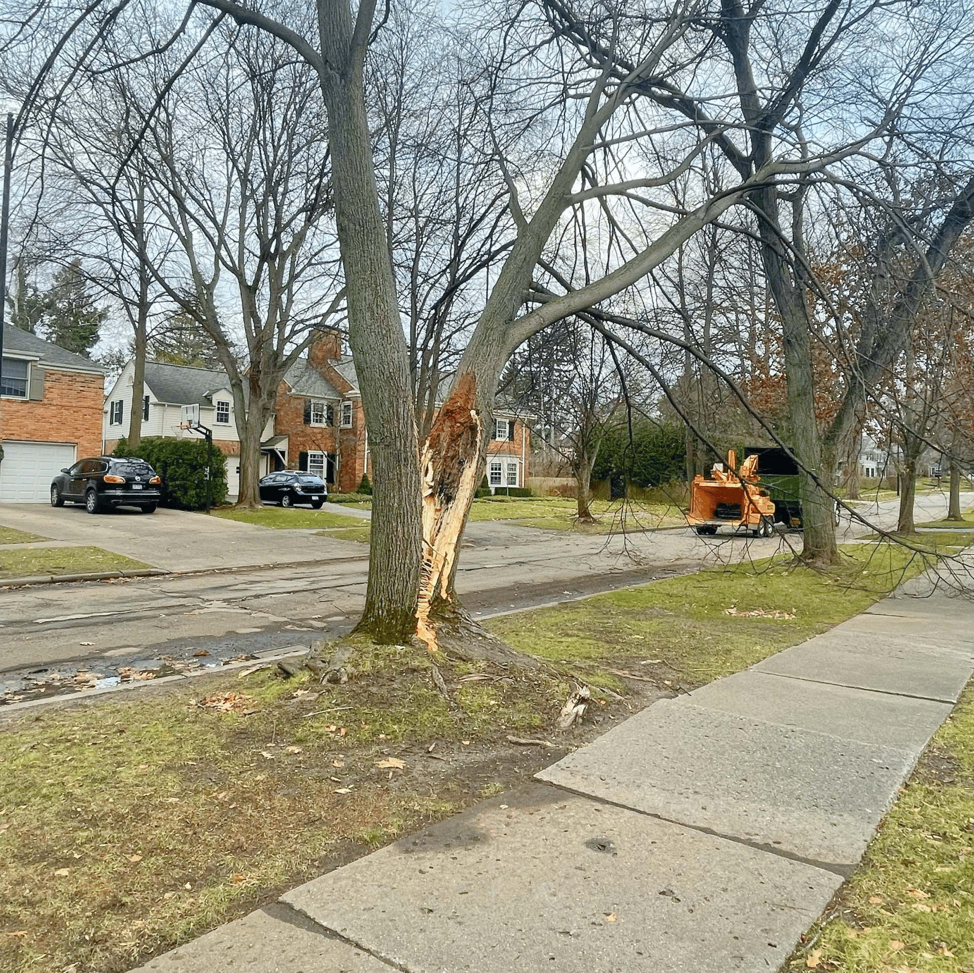 Municipal Tree Service 