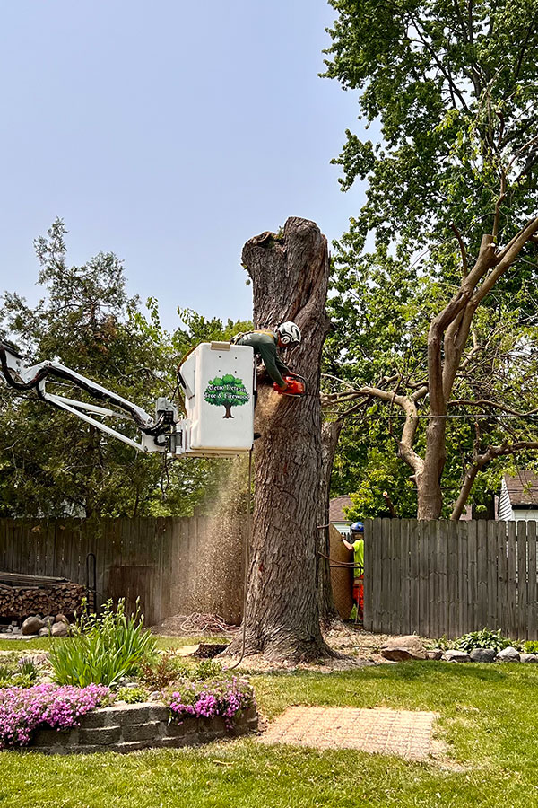 Tree Removal