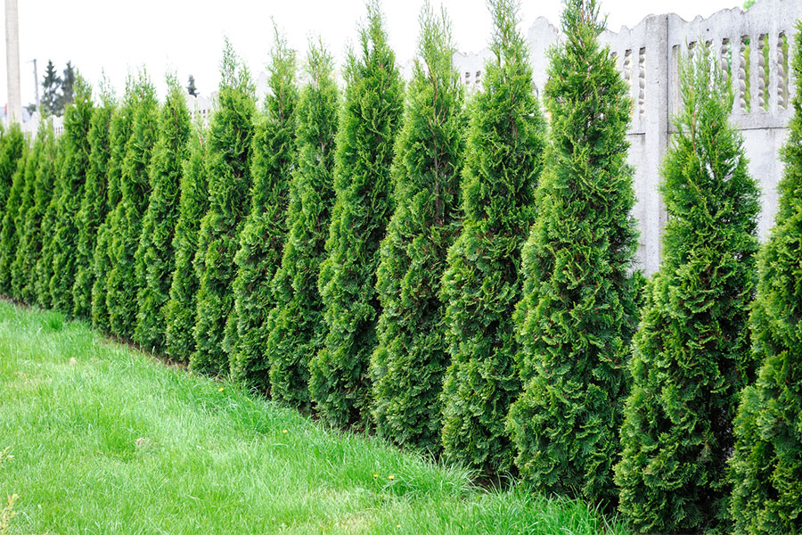 Arborvitae Bushes