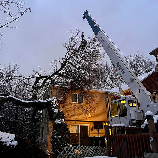 Storm Damage from Trees