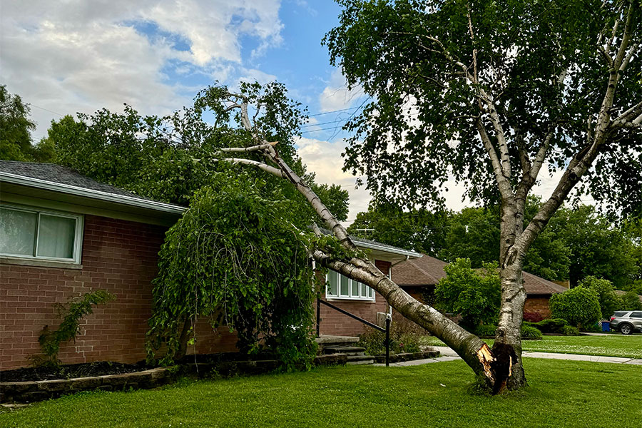 House with Tree Damage