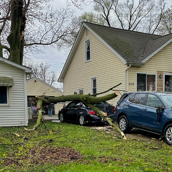 Tree Removal