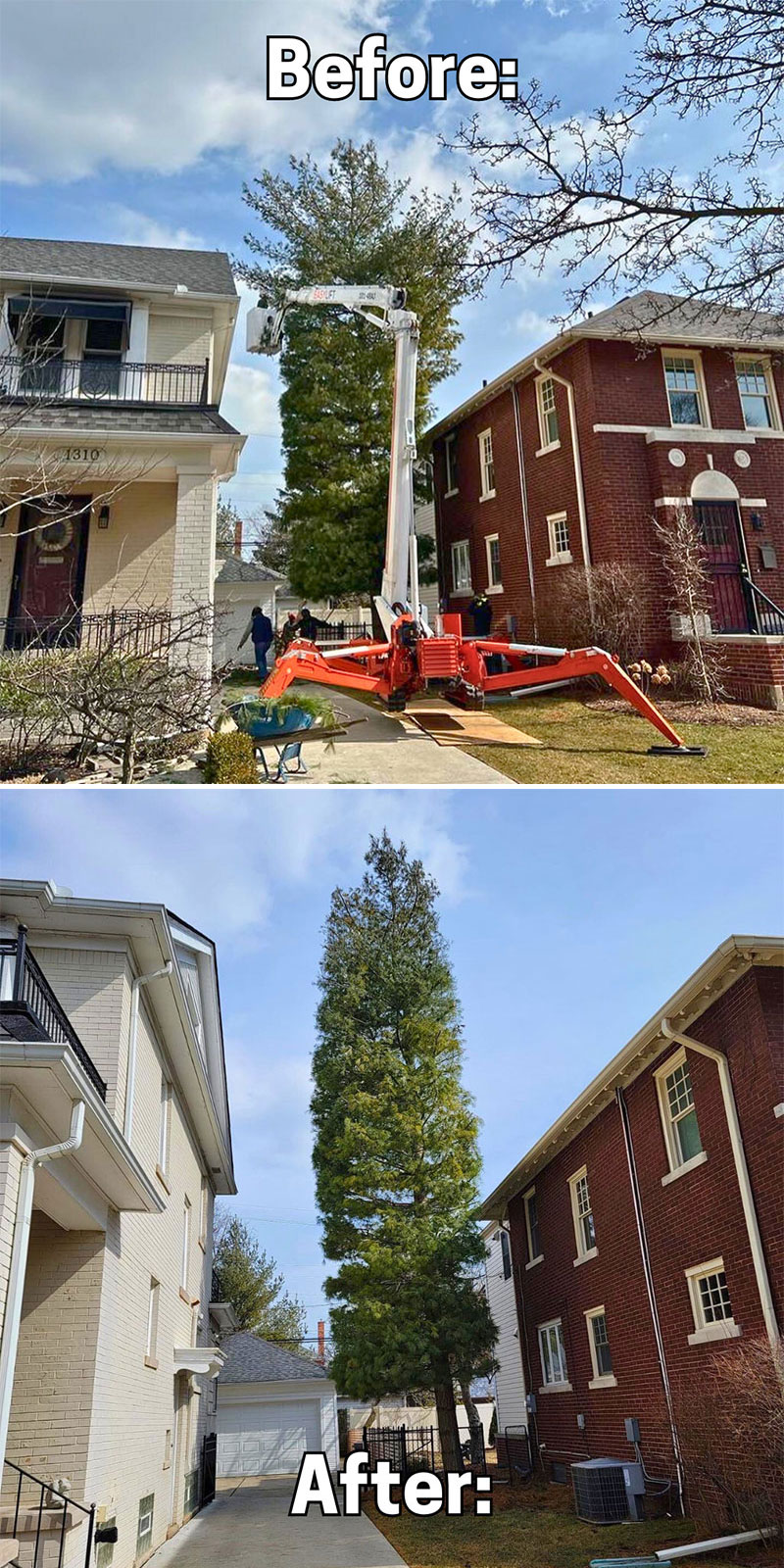 Before and After Tree Trimming