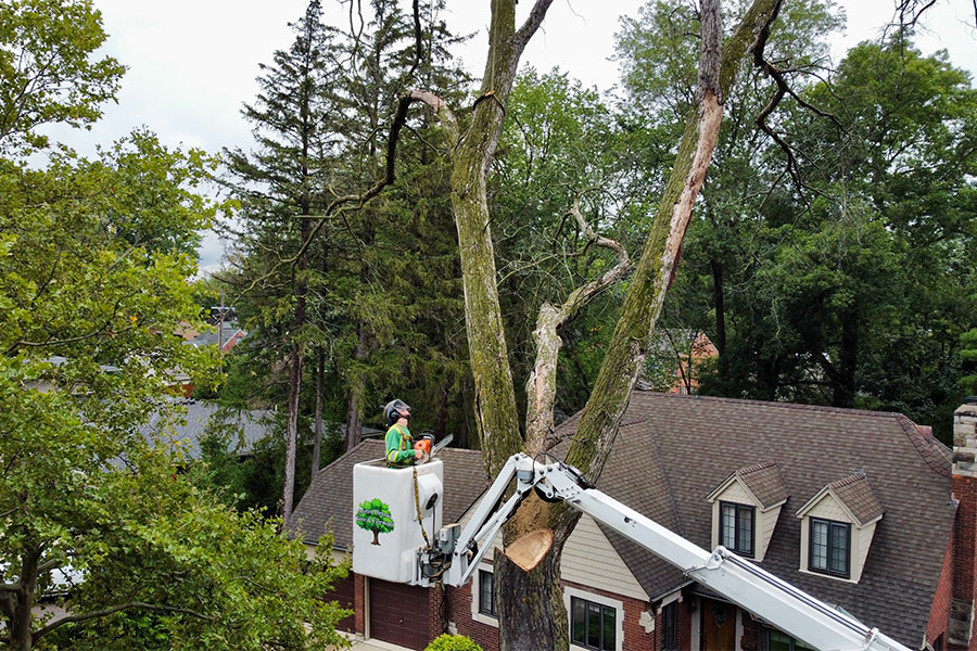 Tree Trimming Service