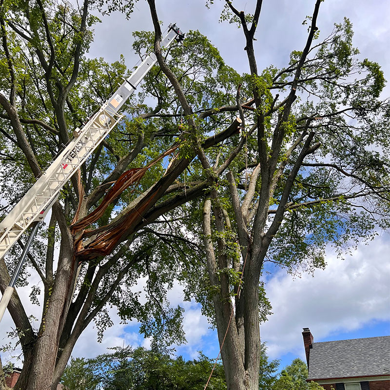 Cracked Tree