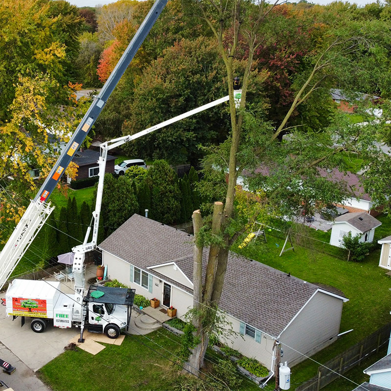 Tree Too Close to House