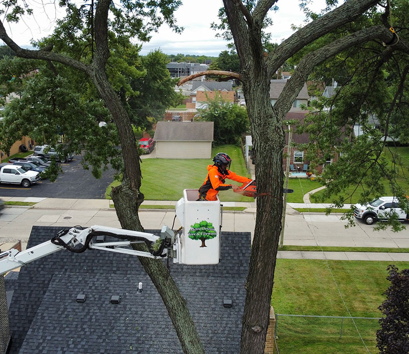 Tree Trimming Safety