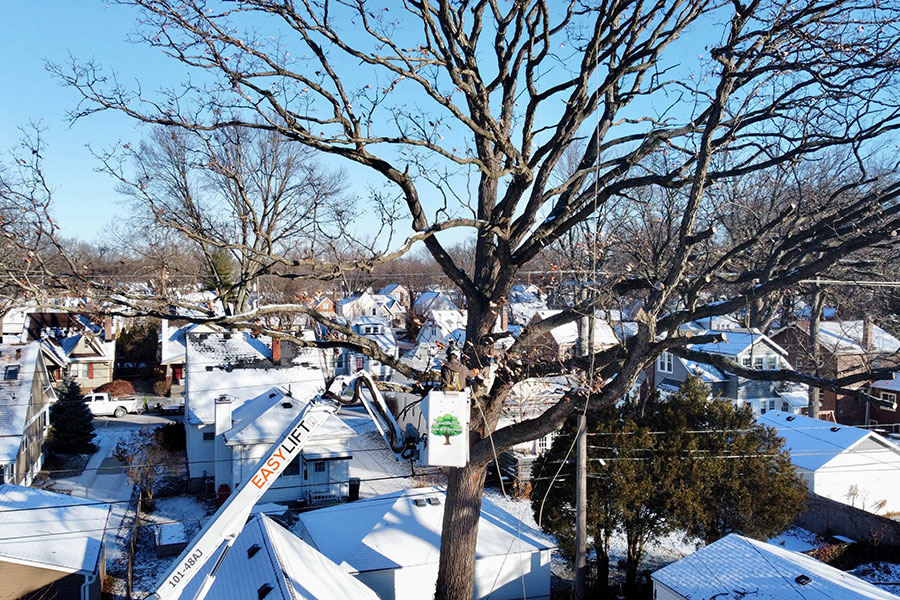 Oak and Elm Tree Trimming During Winter
