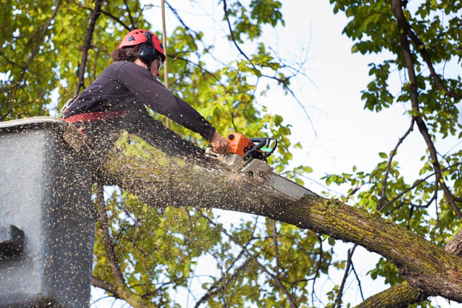 A person wearing safety gear uses a chainsaw to cut a large tree branch while standing in a raised bucket lift. Sawdust flies as the insured tree service expert works, surrounded by green leaves.
