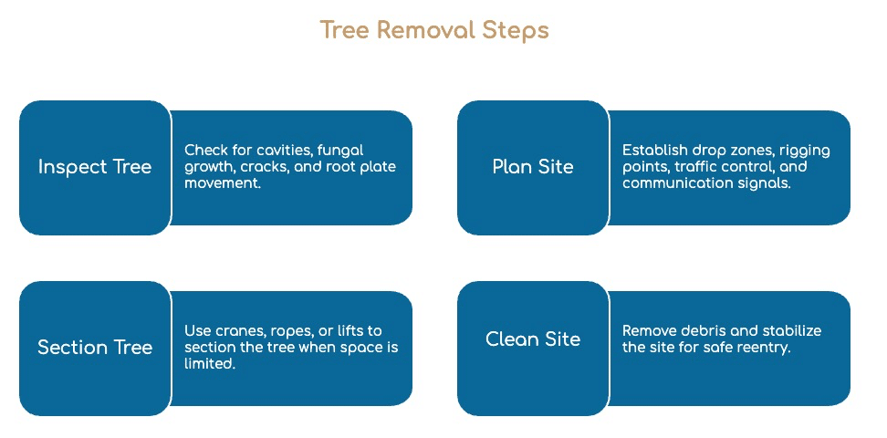 A flowchart titled Tree Removal Steps with four blue boxes: Inspect Tree, Plan Site, Section Tree, and Clean Site—each outlining the safe tree removal process for expert Tree Service in Southfield MI.