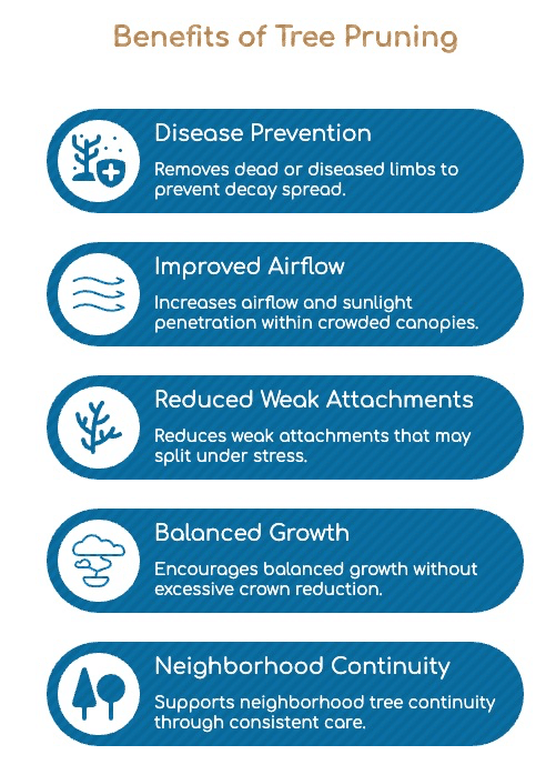 An infographic titled “Benefits of Tree Pruning” by a New Haven MI Tree Service lists disease prevention, improved airflow, reduced weak attachments, balanced growth, and neighborhood continuity with icons and brief descriptions for each.