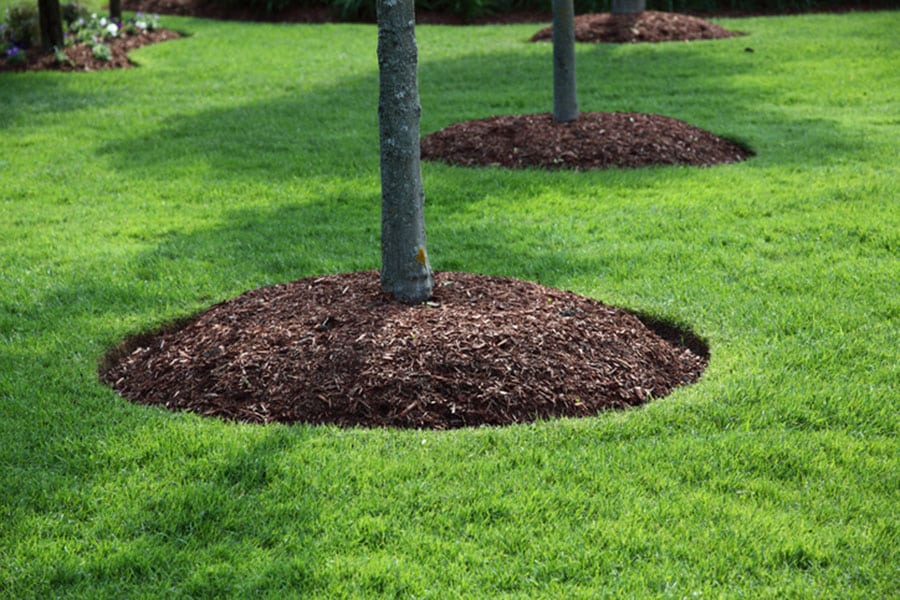 A tree trunk surrounded by a neatly mulched ring of brown wood chips, set in a well-manicured green lawn, highlighting the benefits of mulching around trees, with similar mulched tree bases visible in the background.