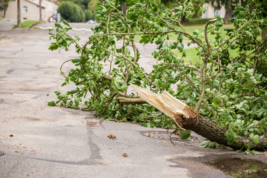 A large tree branch, evidence of storm damage, lies broken and splintered across a cracked road, partially blocking the path. Green leaves remain attached, with houses and grass visible in the background.