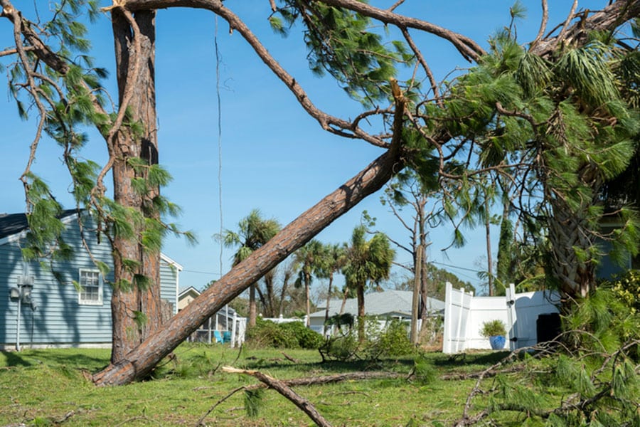 A large fallen tree, likely from storm damage, is leaning against another tree in a residential neighborhood, damaging a fence. Debris from the damaged trees is scattered on the ground, with houses visible under a clear blue sky.