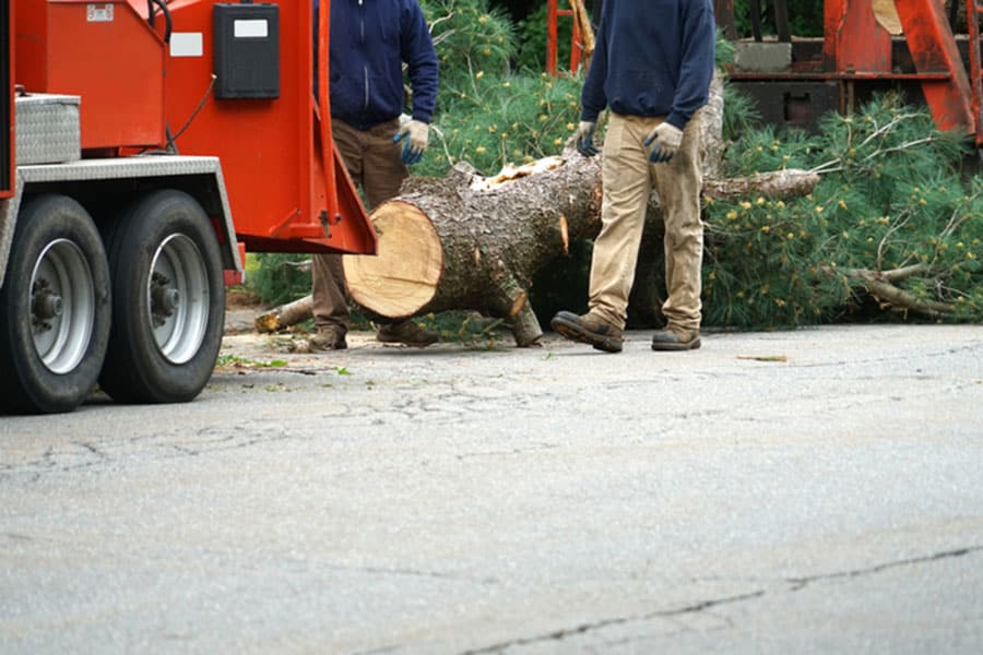 Two workers in gloves and work clothes stand near a large cut tree trunk on the road, next to a red wood-chipping machine and a truck from an insured tree service, with green branches scattered around. Two workers in gloves and work clothes stand near a large cut tree trunk on the road, next to a red wood-chipping machine and a truck from an insured tree service, with green branches scattered around.