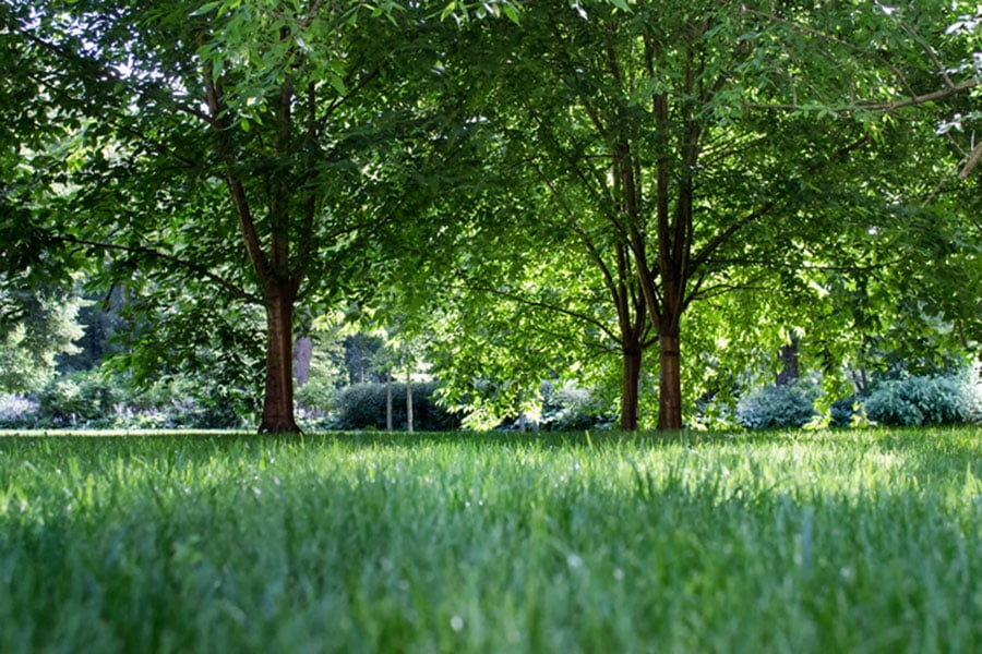 Lush green grass with sunlight filtering through the leafy branches of two healthy trees in a peaceful park setting.