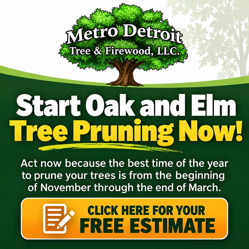 Metro Detroit Tree & Firewood, LLC advertisement: Start Oak and Elm Tree Pruning Now! Pruning is best from November through March. Click the button for a free estimate.